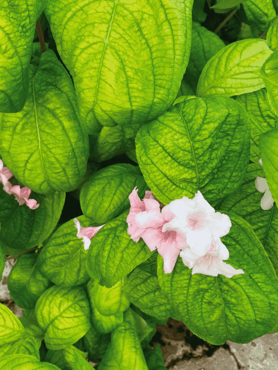 Вейгела цветущая Lime Monster Вейгела цветущая Lime Monster