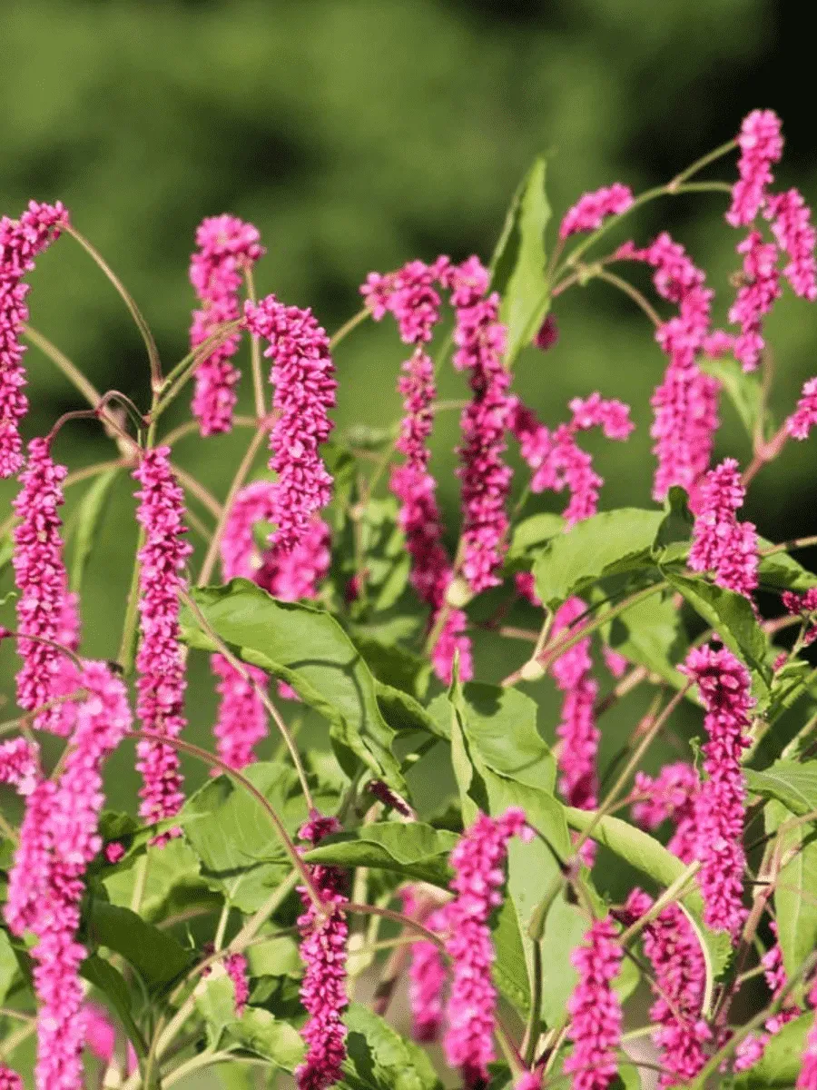 Горец Горец