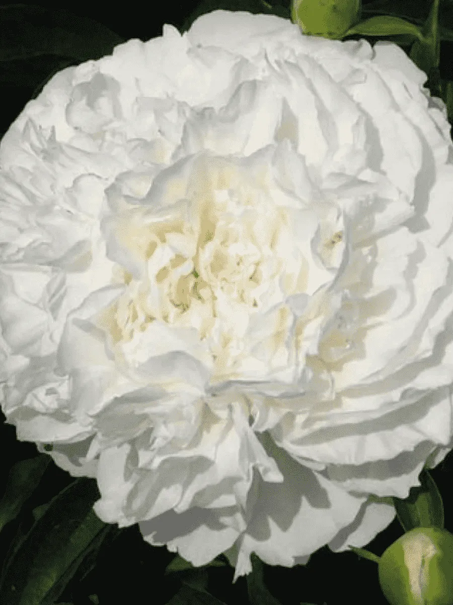 Пион Молочноцветковый Sophia's Choice