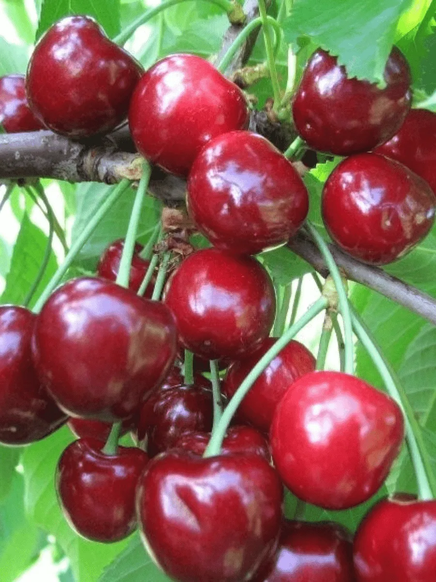 Черешня Теремошка