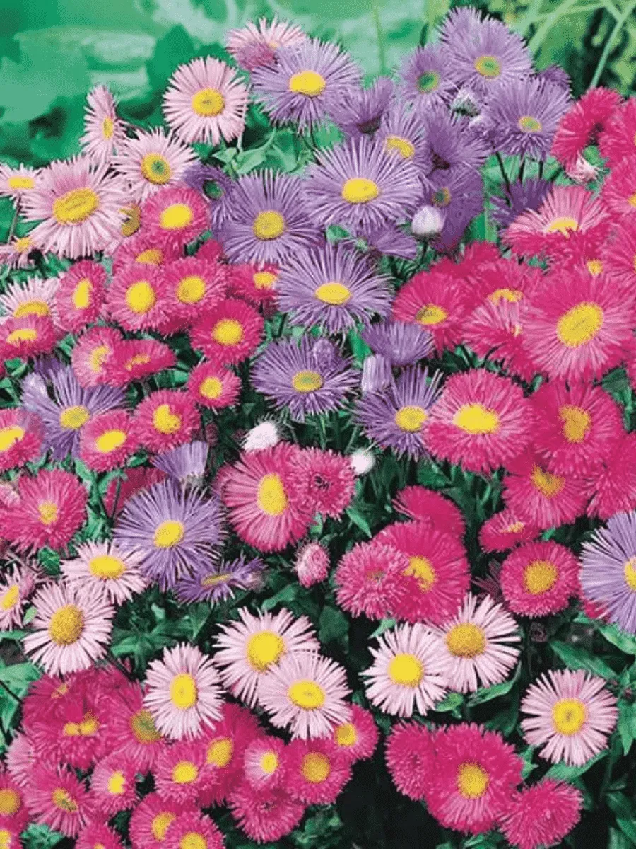 Эригерон Эригерон