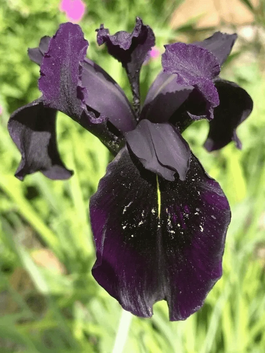 Ирис золотисто-расписной Black Form Ирис золотисто-расписной Black Form