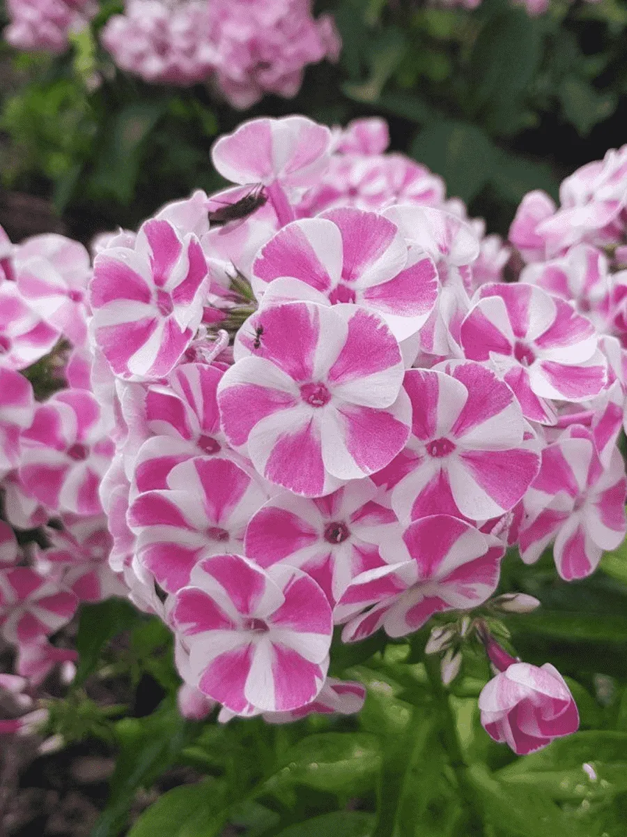 Флокс метельчатый Bambini Candy Crush