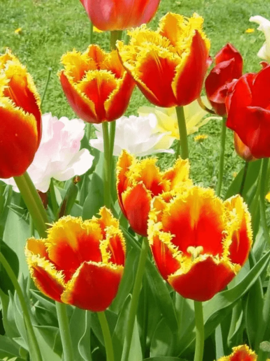 Тюльпан бахромчатый Davenport