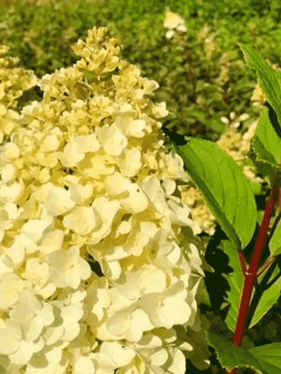 Гортензия метельчатая Magical Kilimanjaro