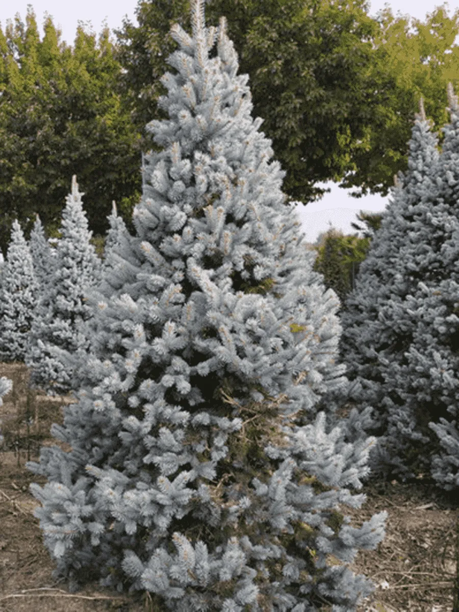 Ель колючая Hoopsii Ель колючая Hoopsii