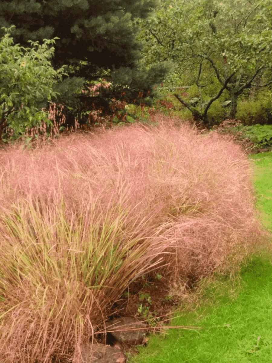 Анемантеле тростниковидный Sirocco