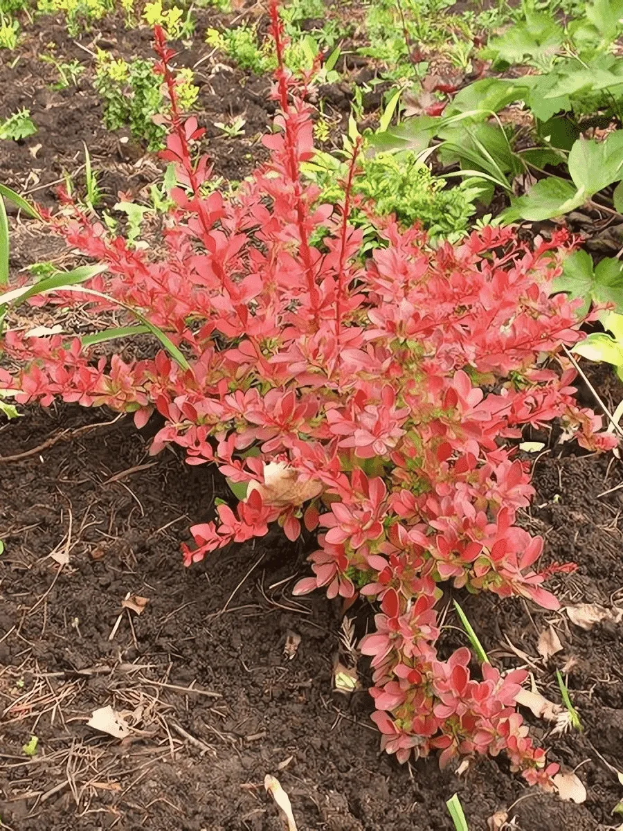 Барбарис Тунберга Orange Dream