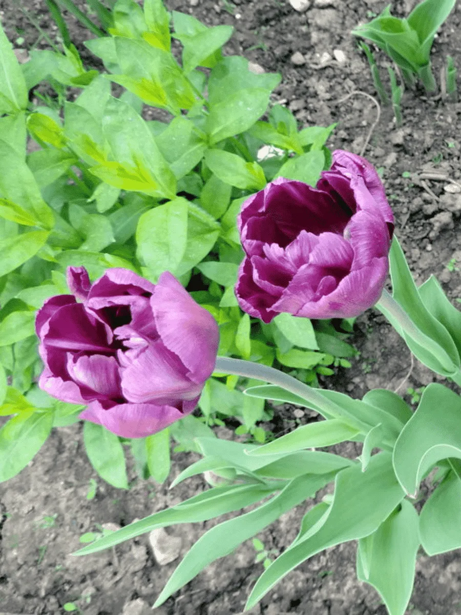 Тюльпан Махровый Alicante