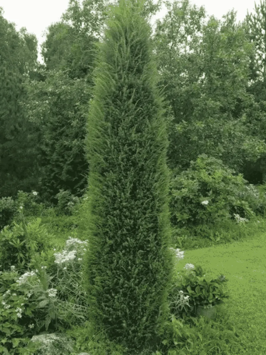 Можжевельник обыкновенный Cracovia