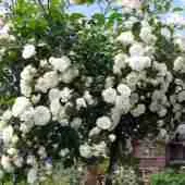 Роза почвопокровная Alba Meidiland