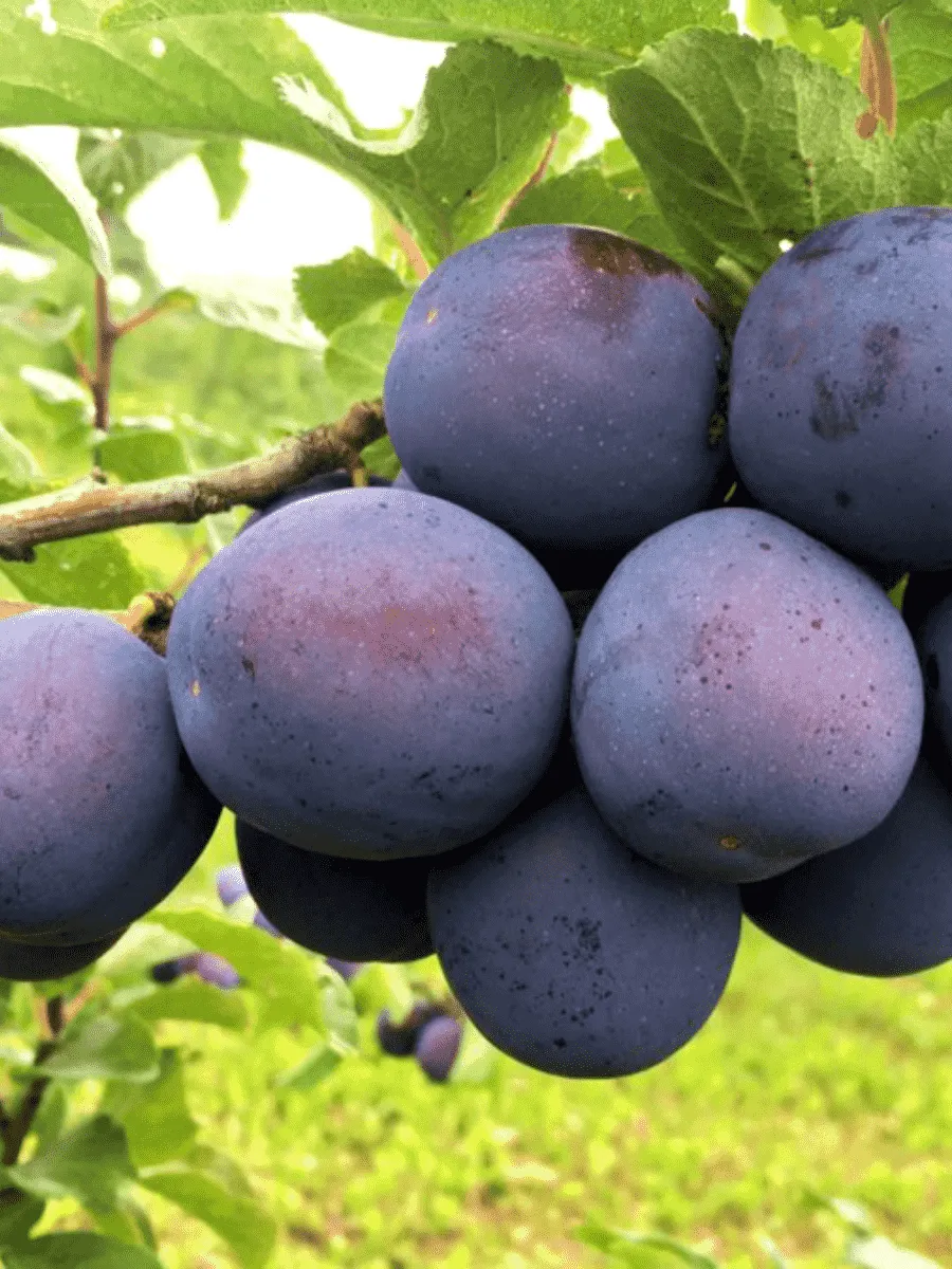 Слива домашняя Кромань Слива домашняя Кромань