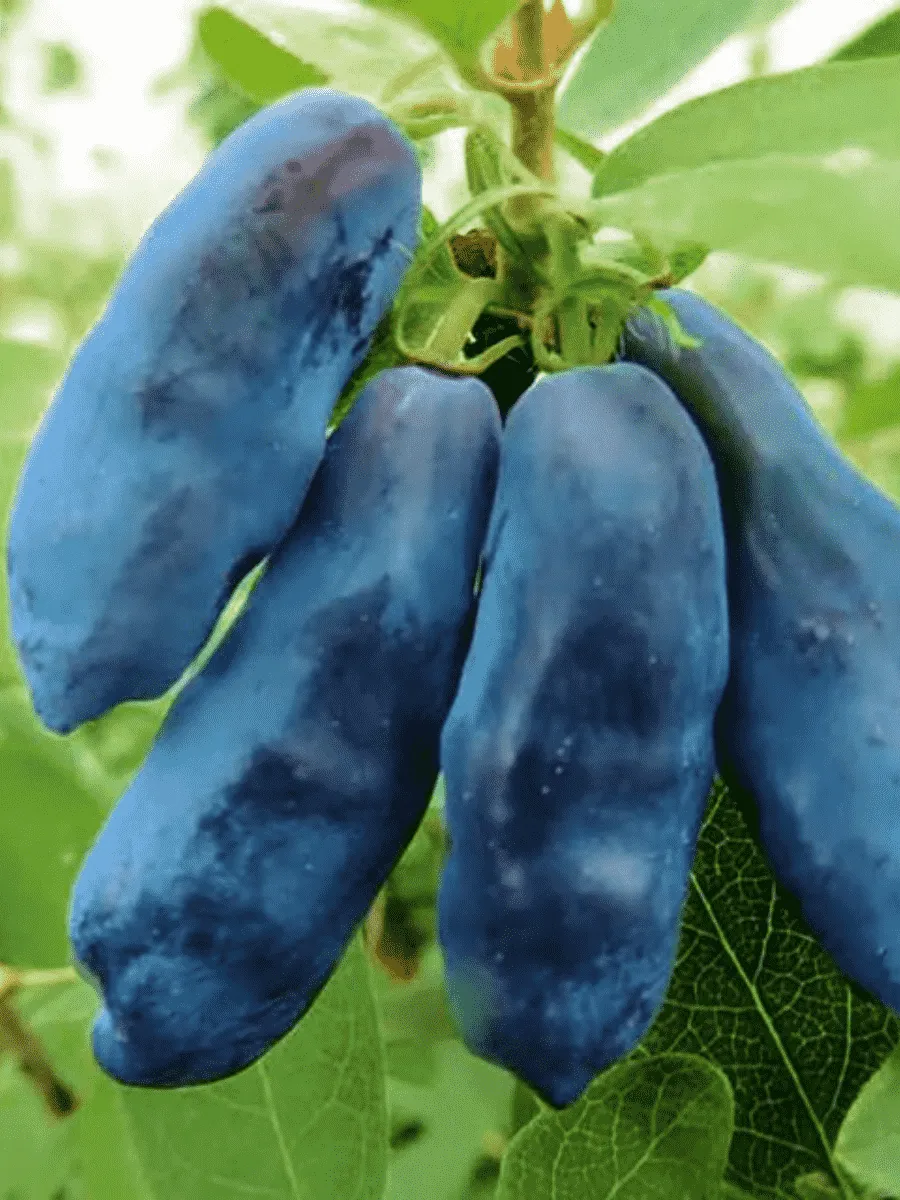Жимолость плодовая Blue Banana Жимолость плодовая Blue Banana