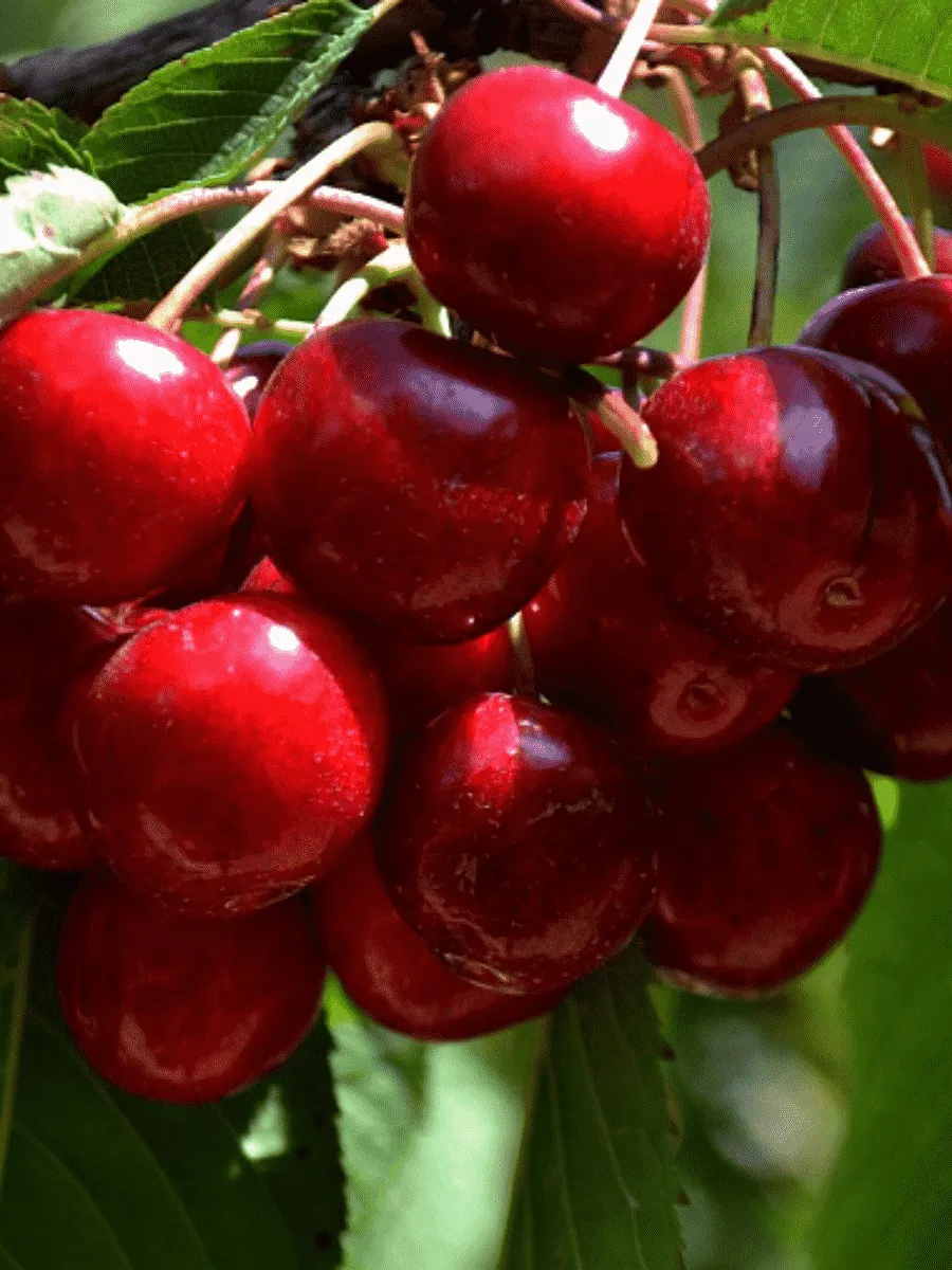 Черешня Родина