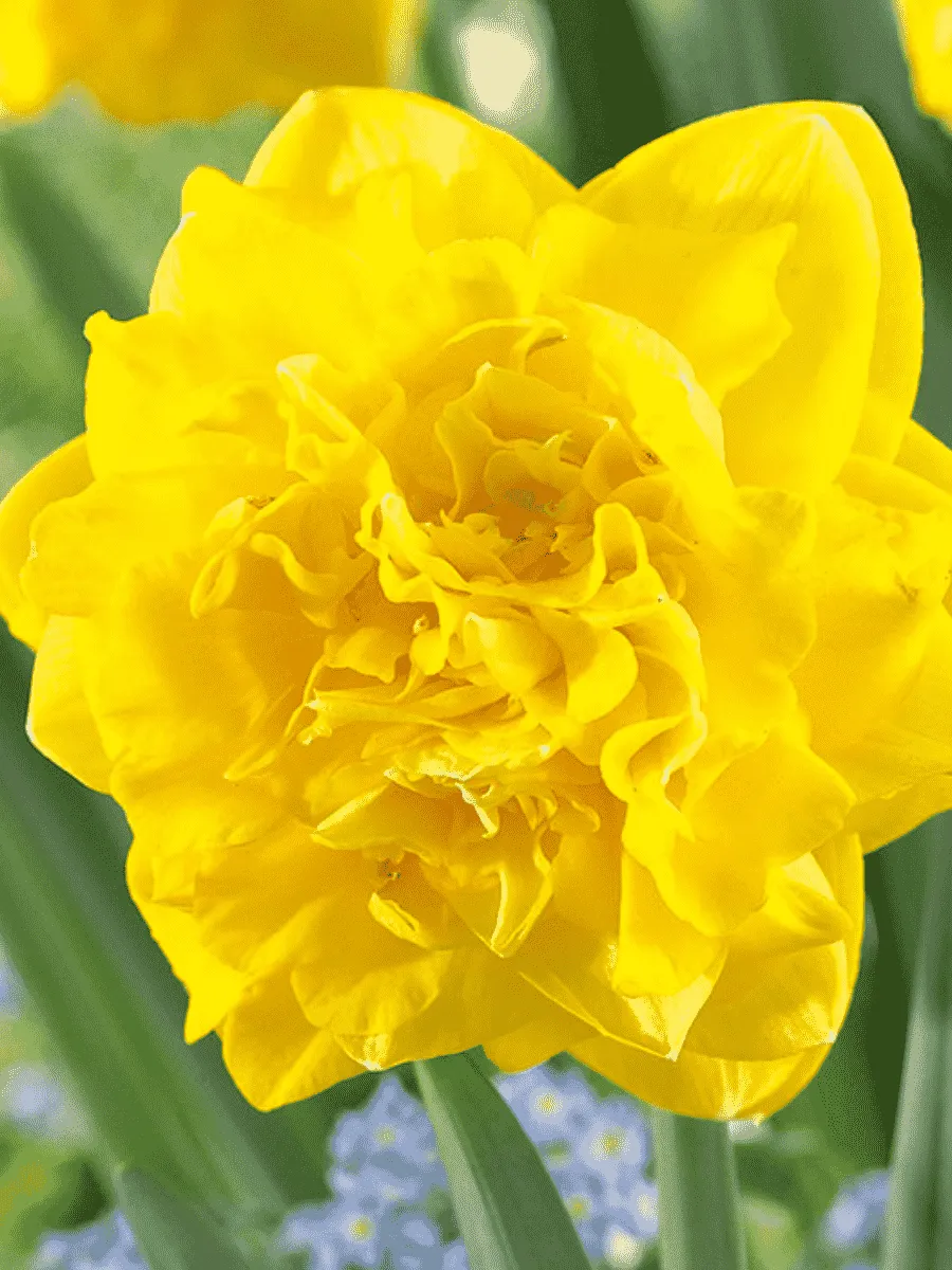 Нарцисс Eastertide Нарцисс Eastertide
