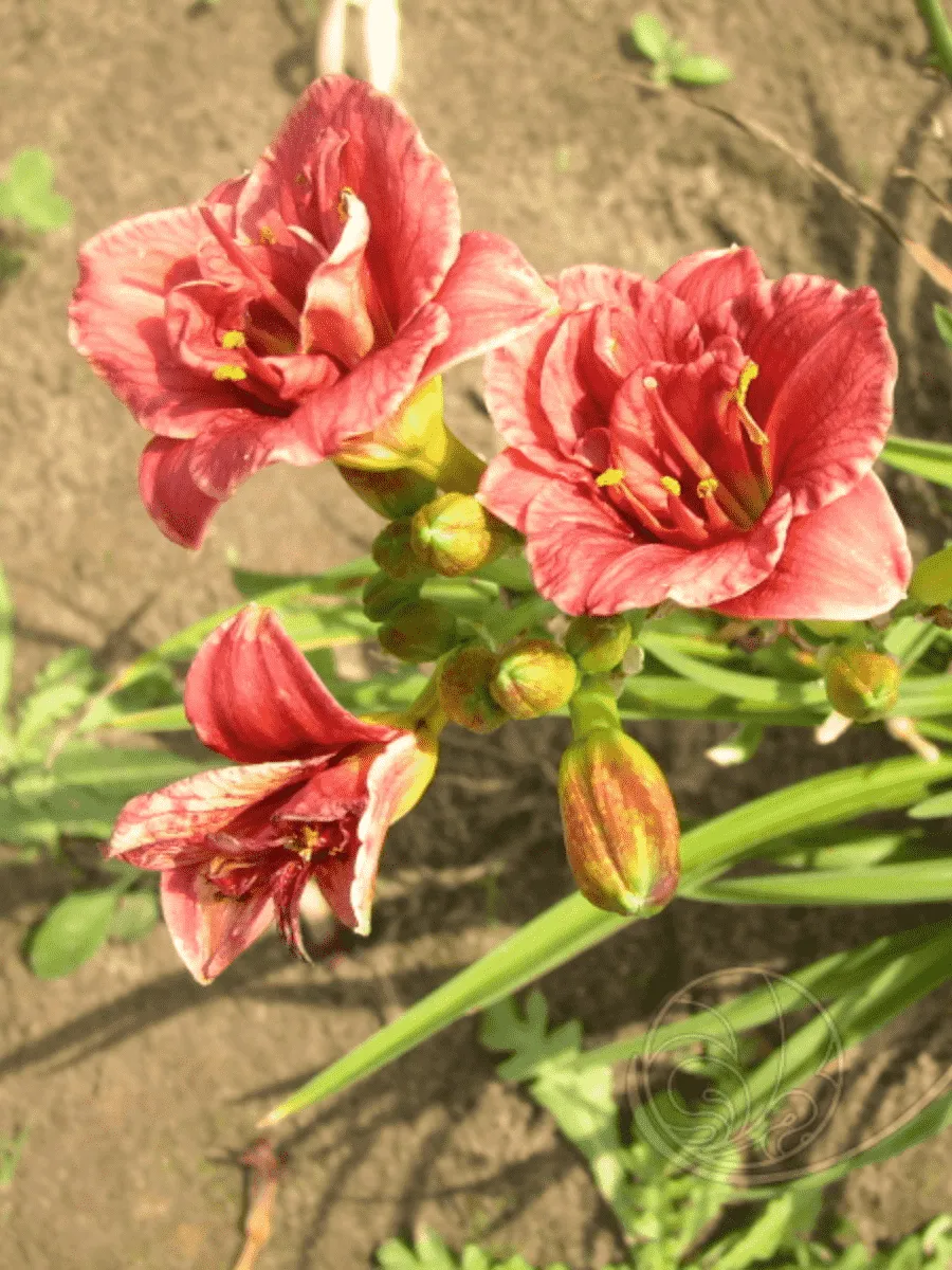 Лилейник Cosmopolitan