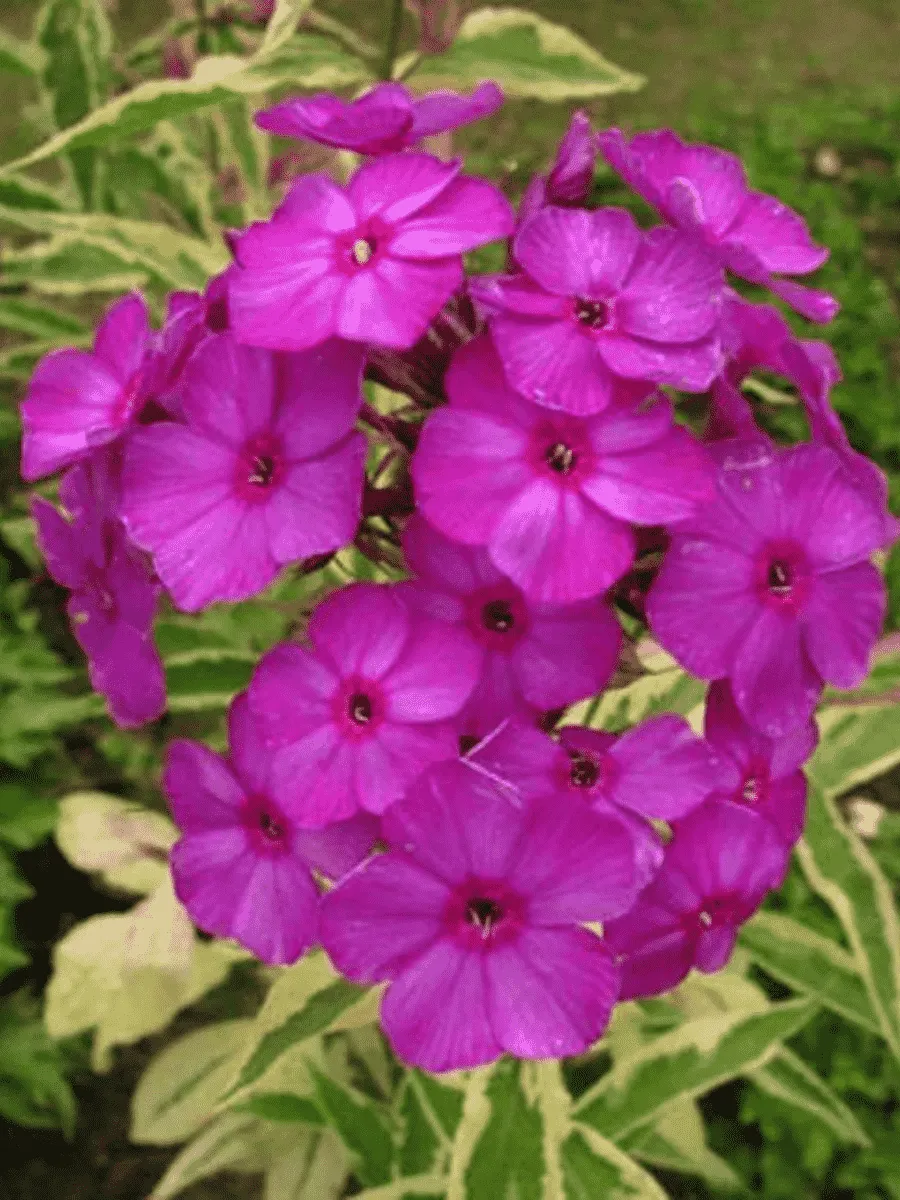 Флокс метельчатый Harlequin