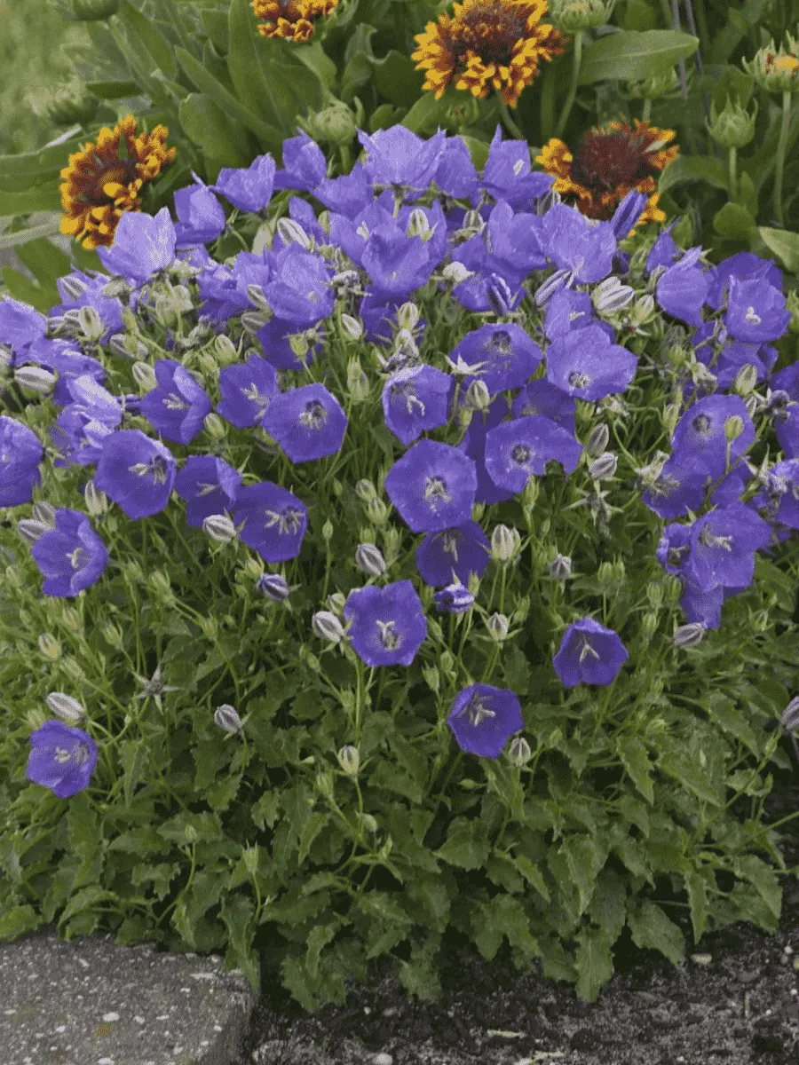 Колокольчик карпатский Perla Blue Колокольчик карпатский Perla Blue