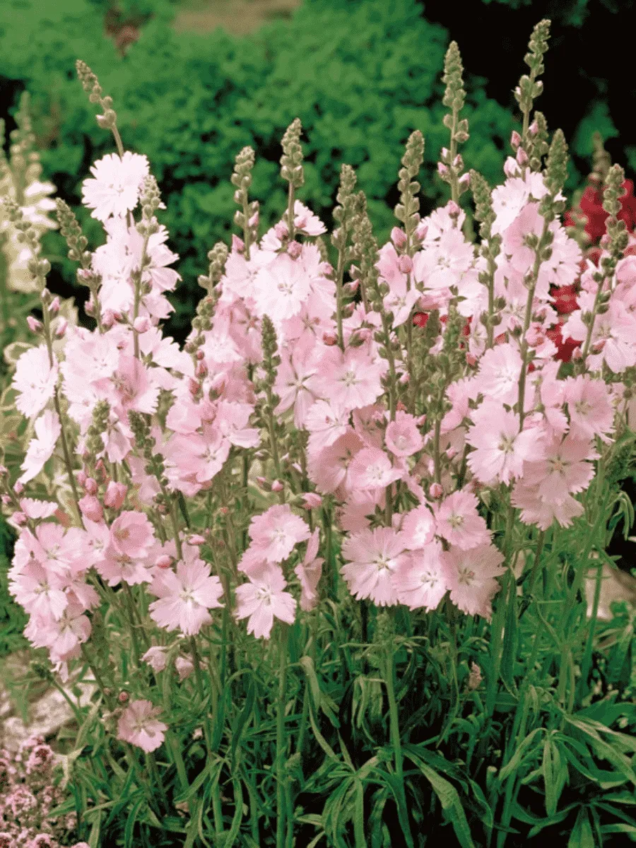 Сидальцея Сидальцея