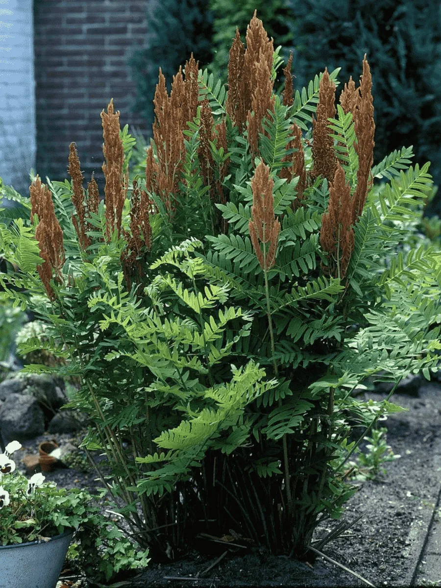 Чистоуст величавый Purpurascens Чистоуст величавый Purpurascens