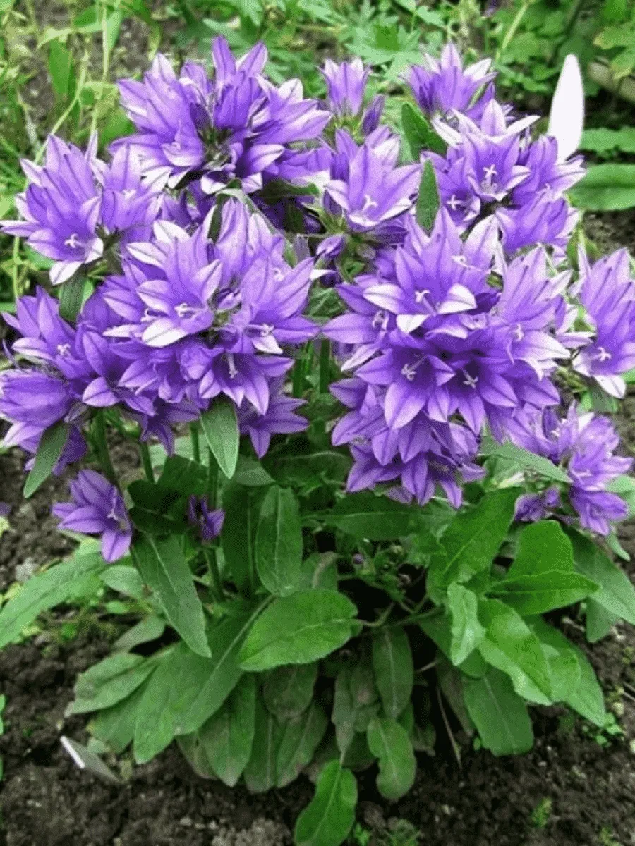 Колокольчик скученный Acaulis