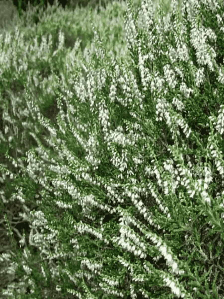 Вереск обыкновенный Alba Praecox