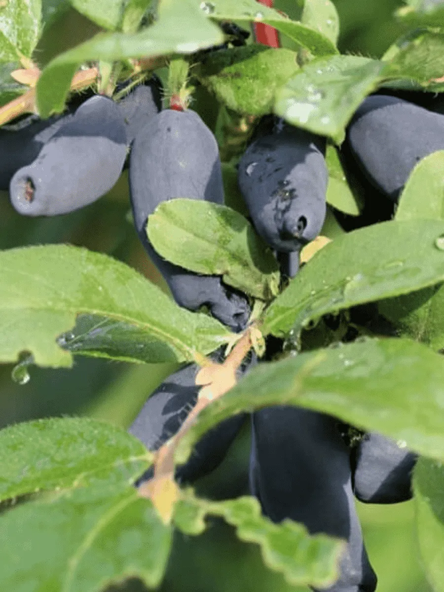 Жимолость плодовая Пушкинская Жимолость плодовая Пушкинская