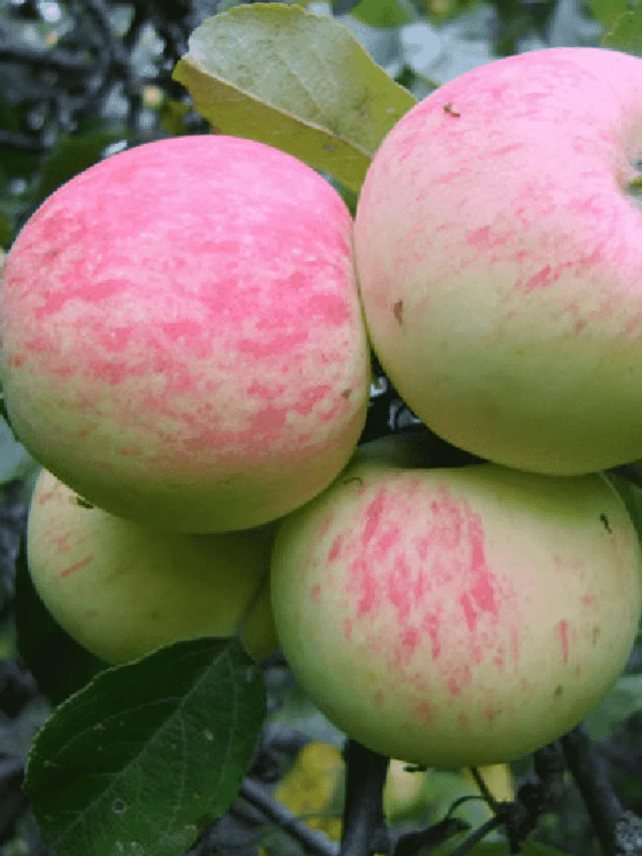 Яблоня Грушовка Московская