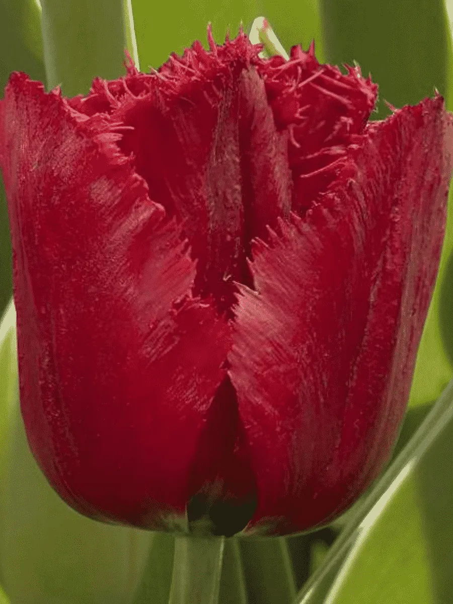 Тюльпан Versaci