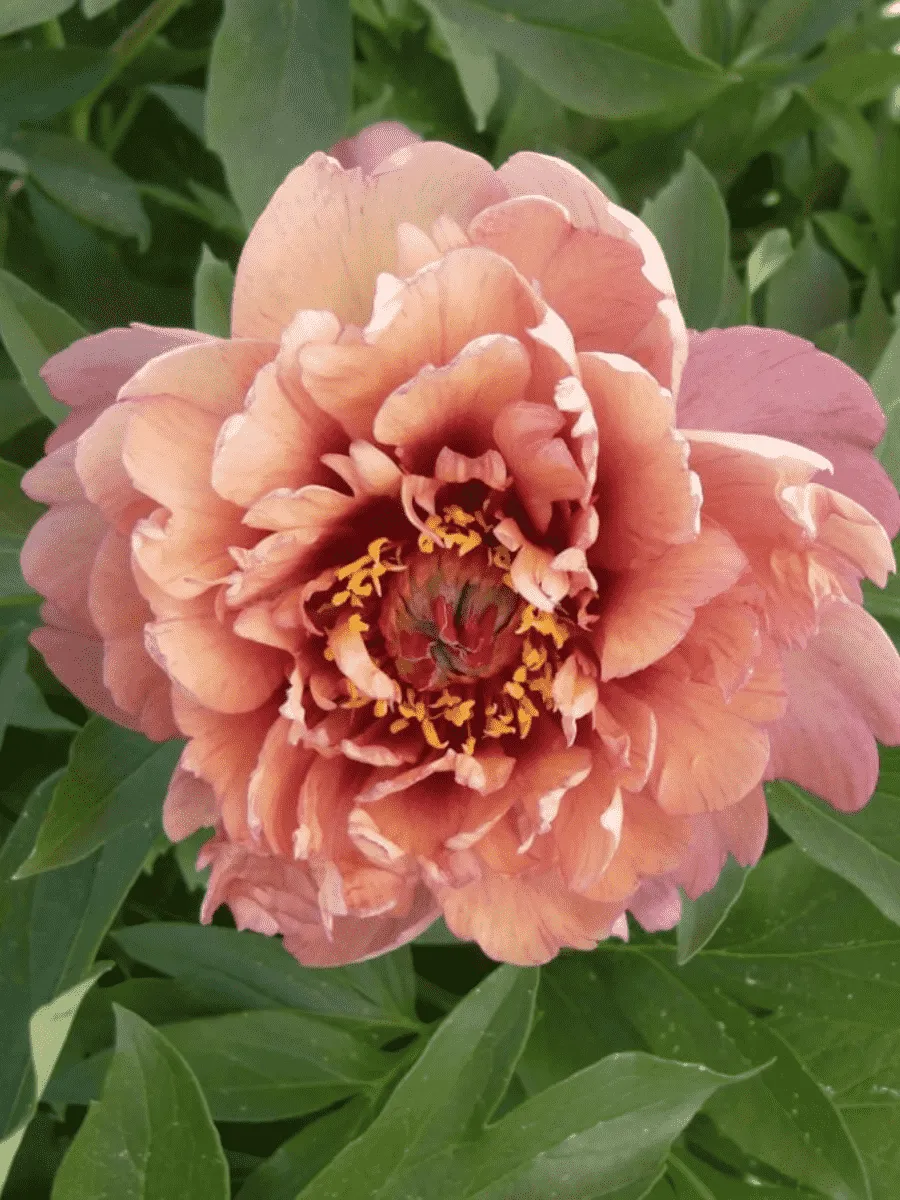 Пион ИТО Berry Garcia