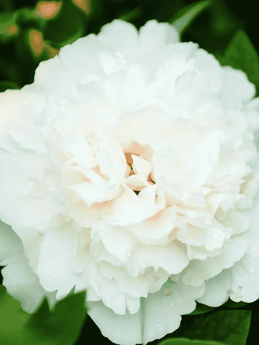 Пион древовидный Xue ta