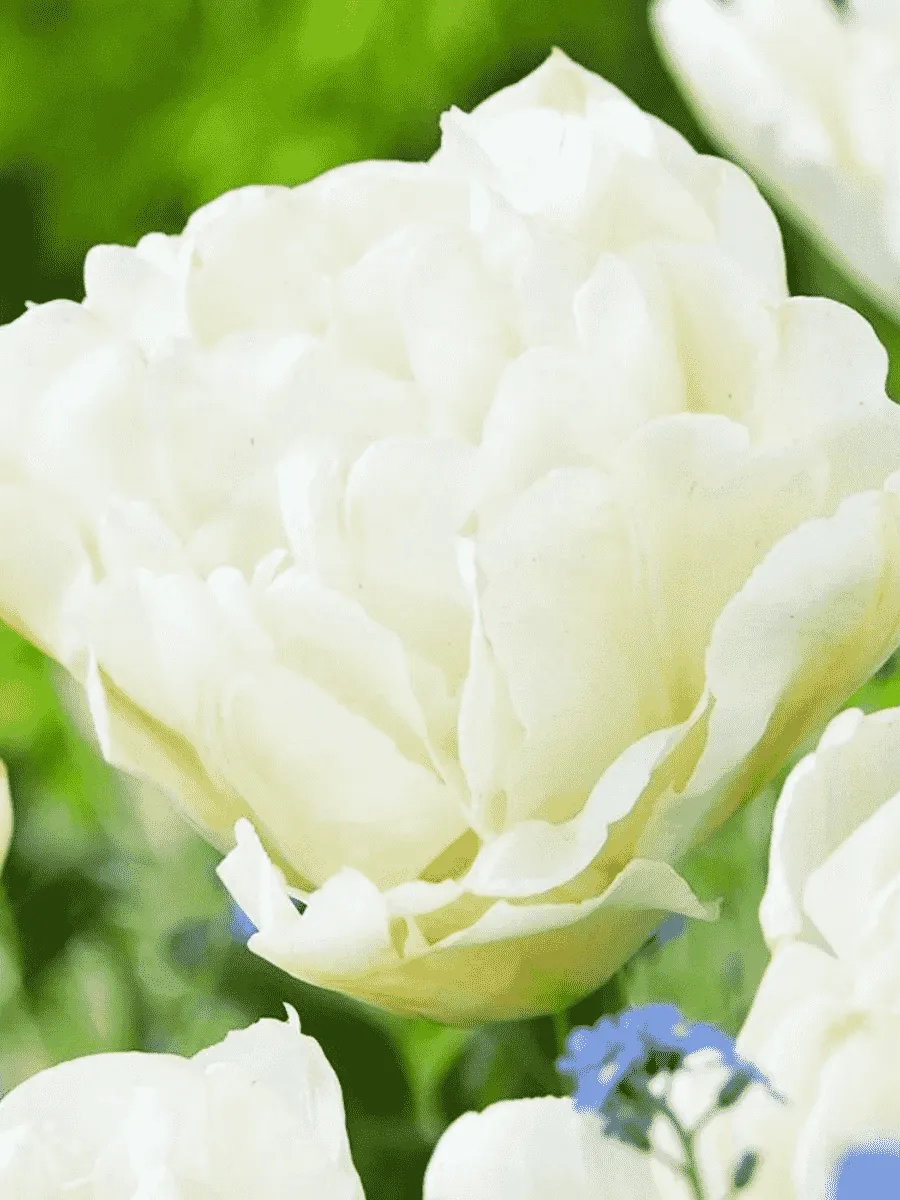 Тюльпан махровый North Cape