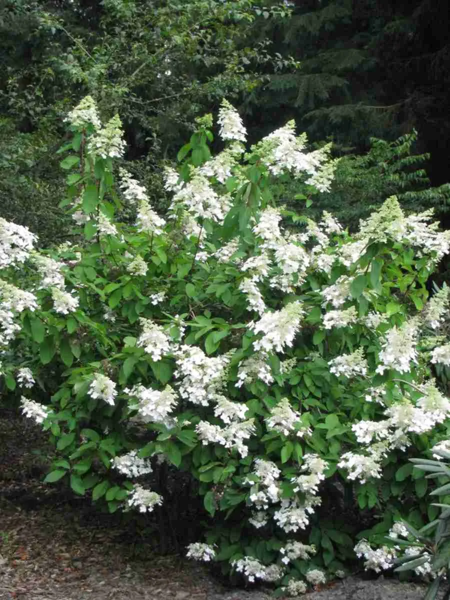 Гортензия метельчатая Levana