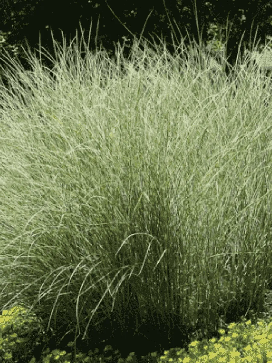 Мискантус китайский