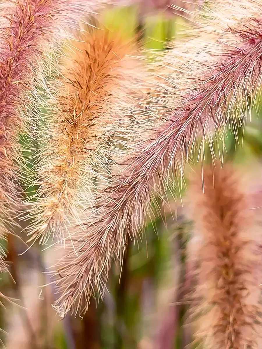 Пеннисетум восточный Flamingo Пеннисетум восточный Flamingo