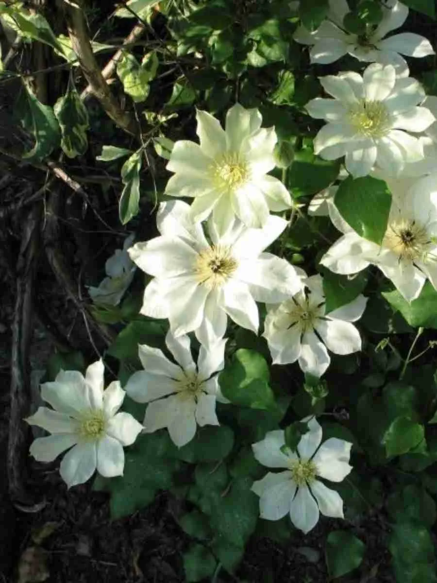 Клематис гибридный Moonlight