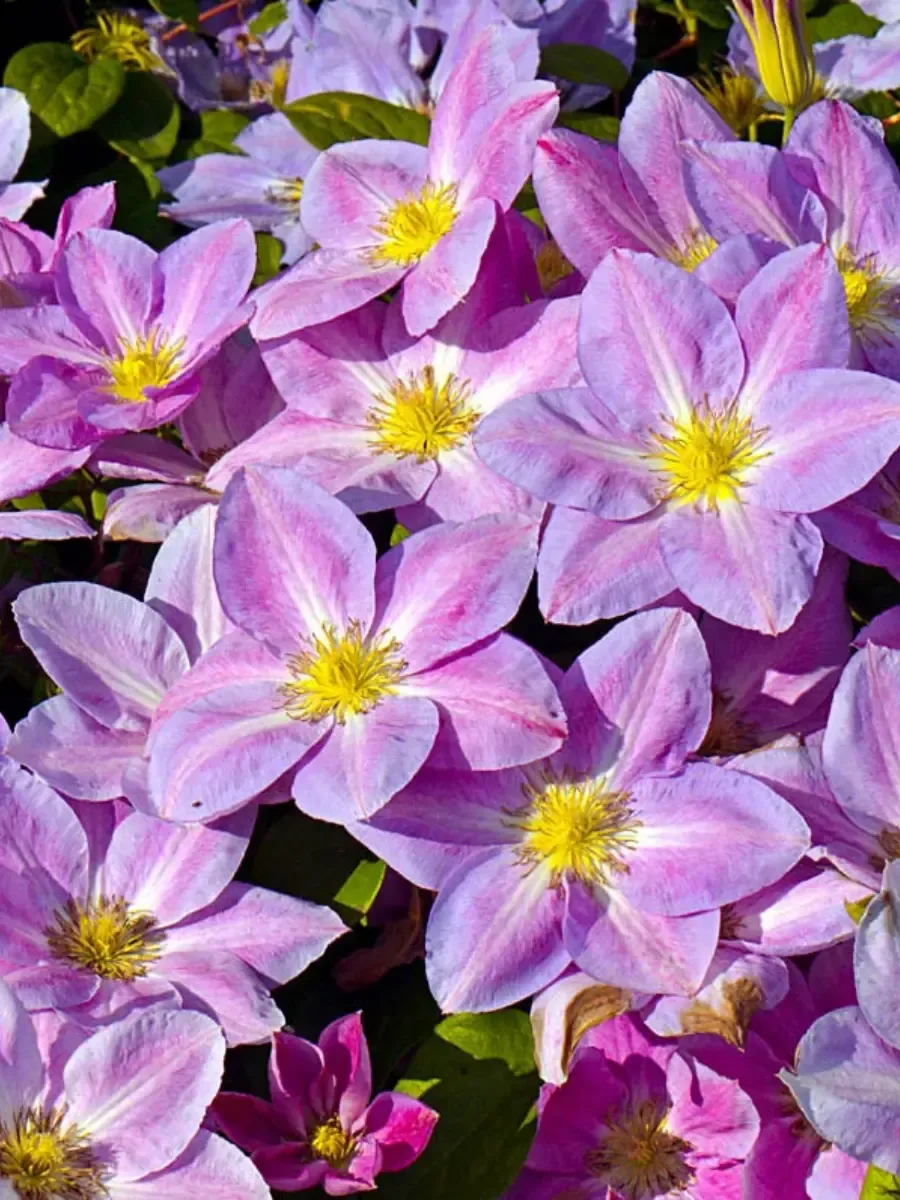 Клематис Change of Heart