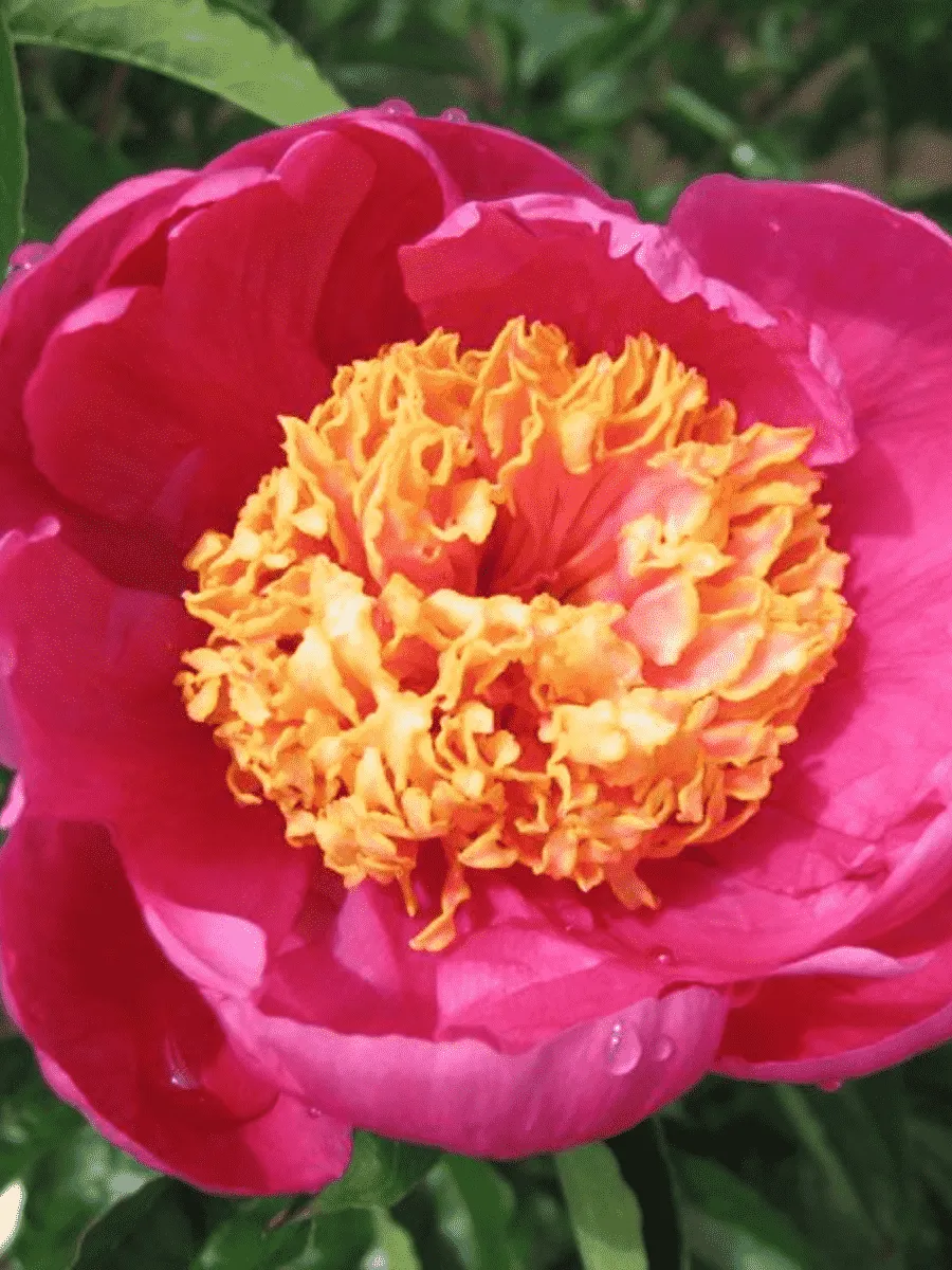 Пион Молочноцветковый Doreen