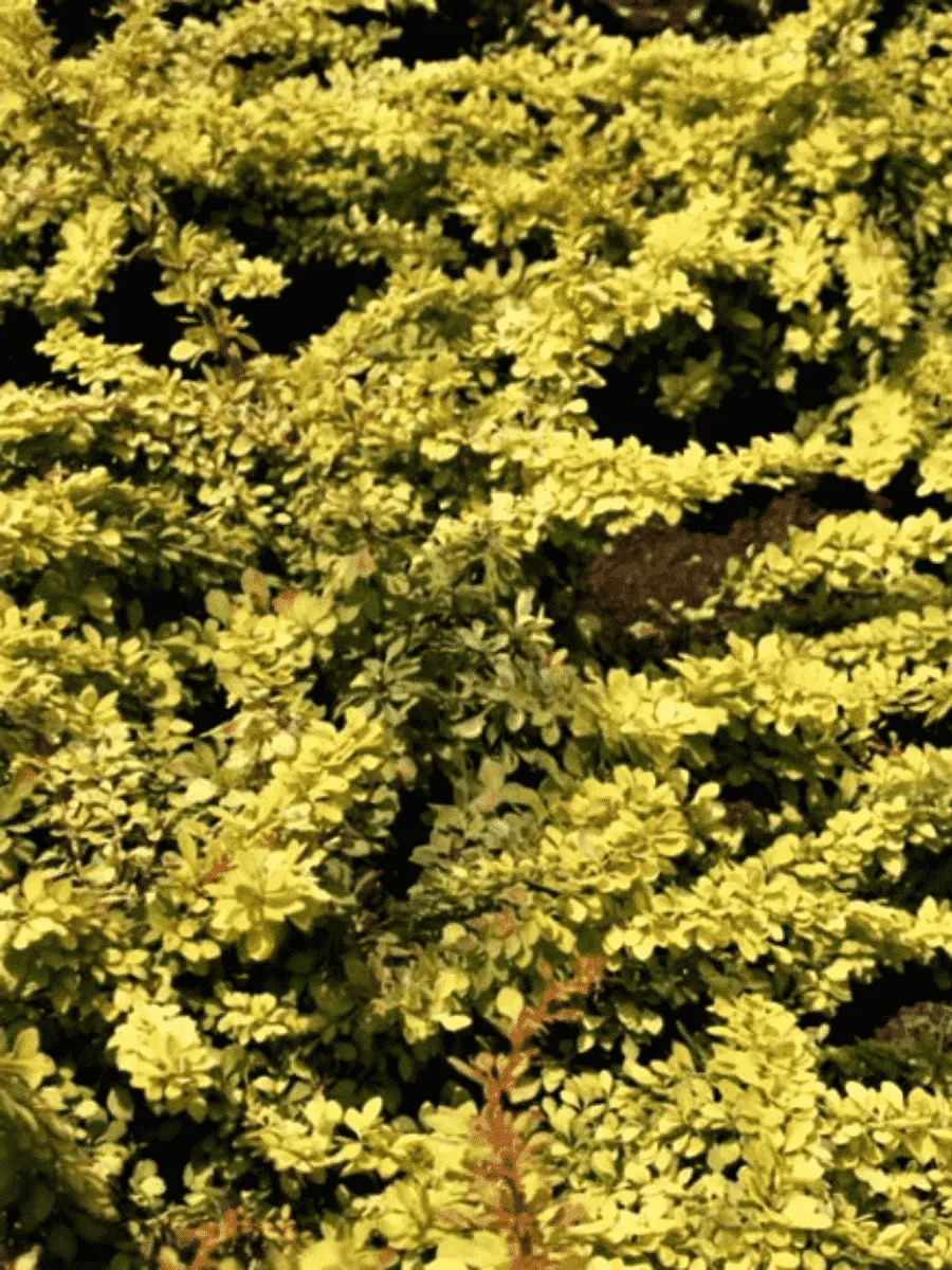 Барбарис Тунберга Golden Carpet