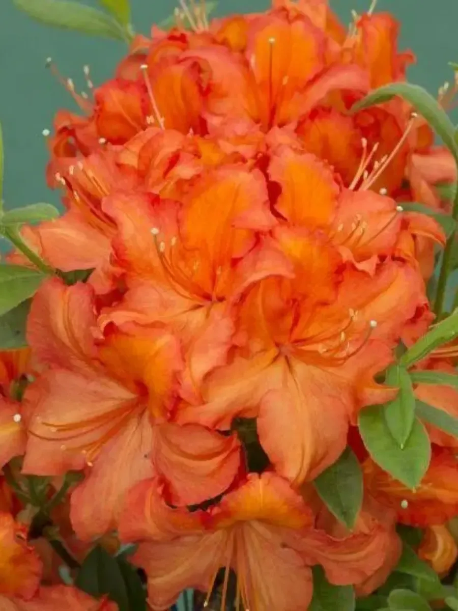 Азалия крупноцветковая Apricot Азалия крупноцветковая Apricot