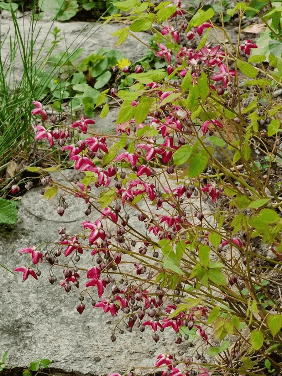 Горянка красная Galadriel