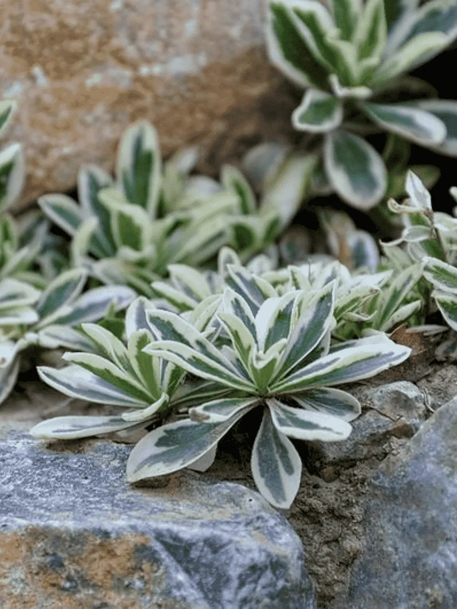 Арабис Фердинанда Кобургского