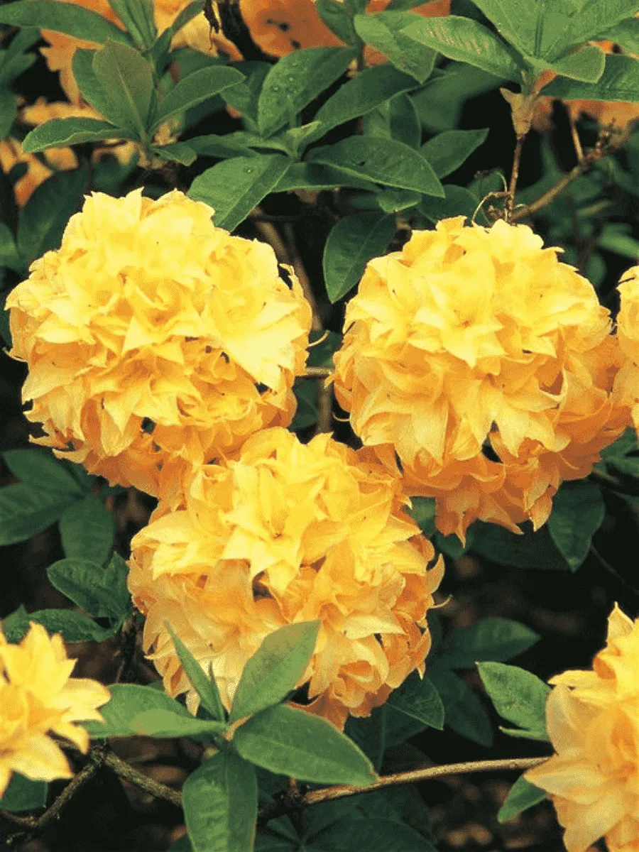 Азалия крупноцветковая Yellow Pom Pom Азалия крупноцветковая Yellow Pom Pom