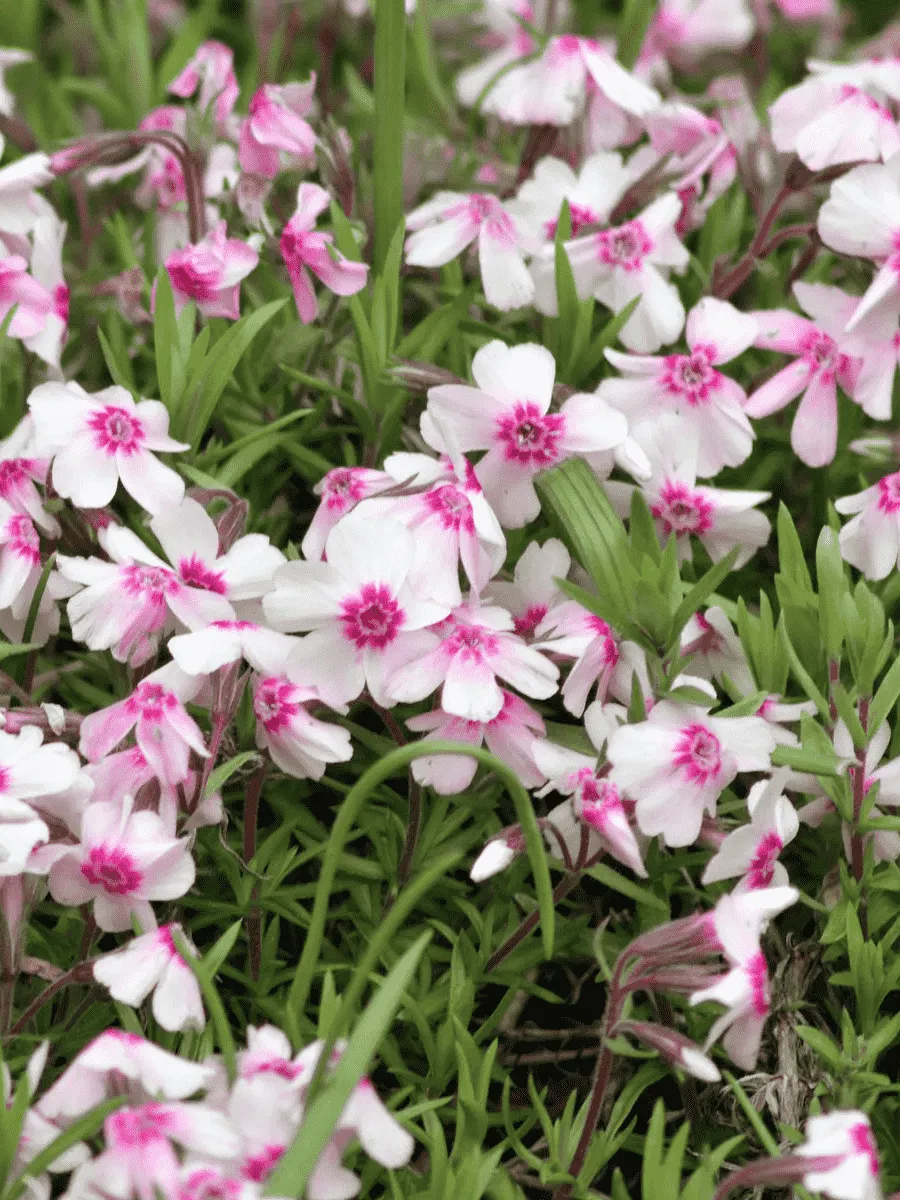 Флокс шиловидный Coral Eye