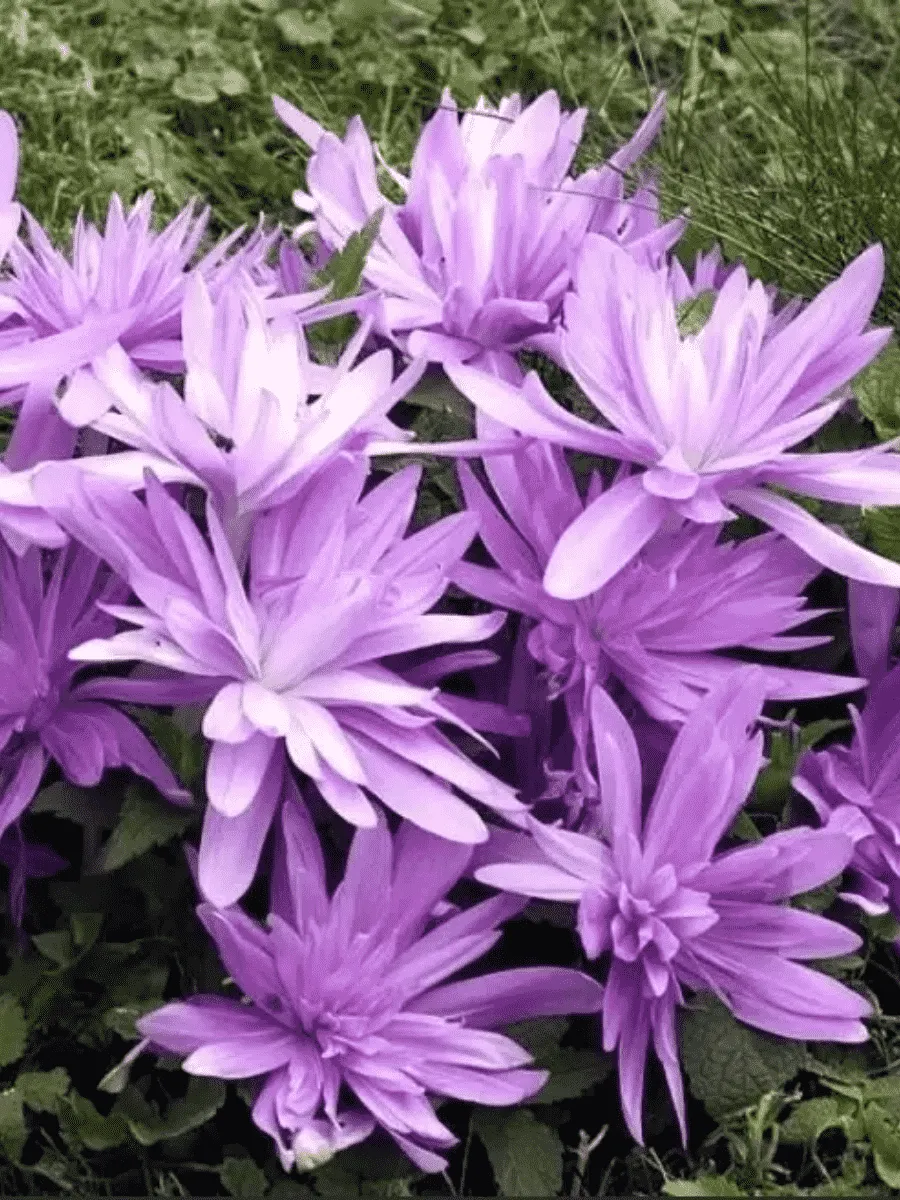 Колхикум Waterlily Колхикум Waterlily