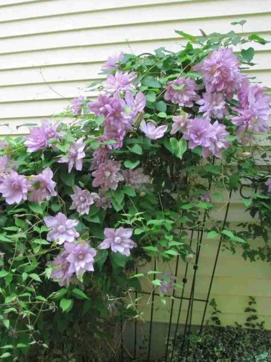 Клематис гибридный Proteus Клематис гибридный Proteus