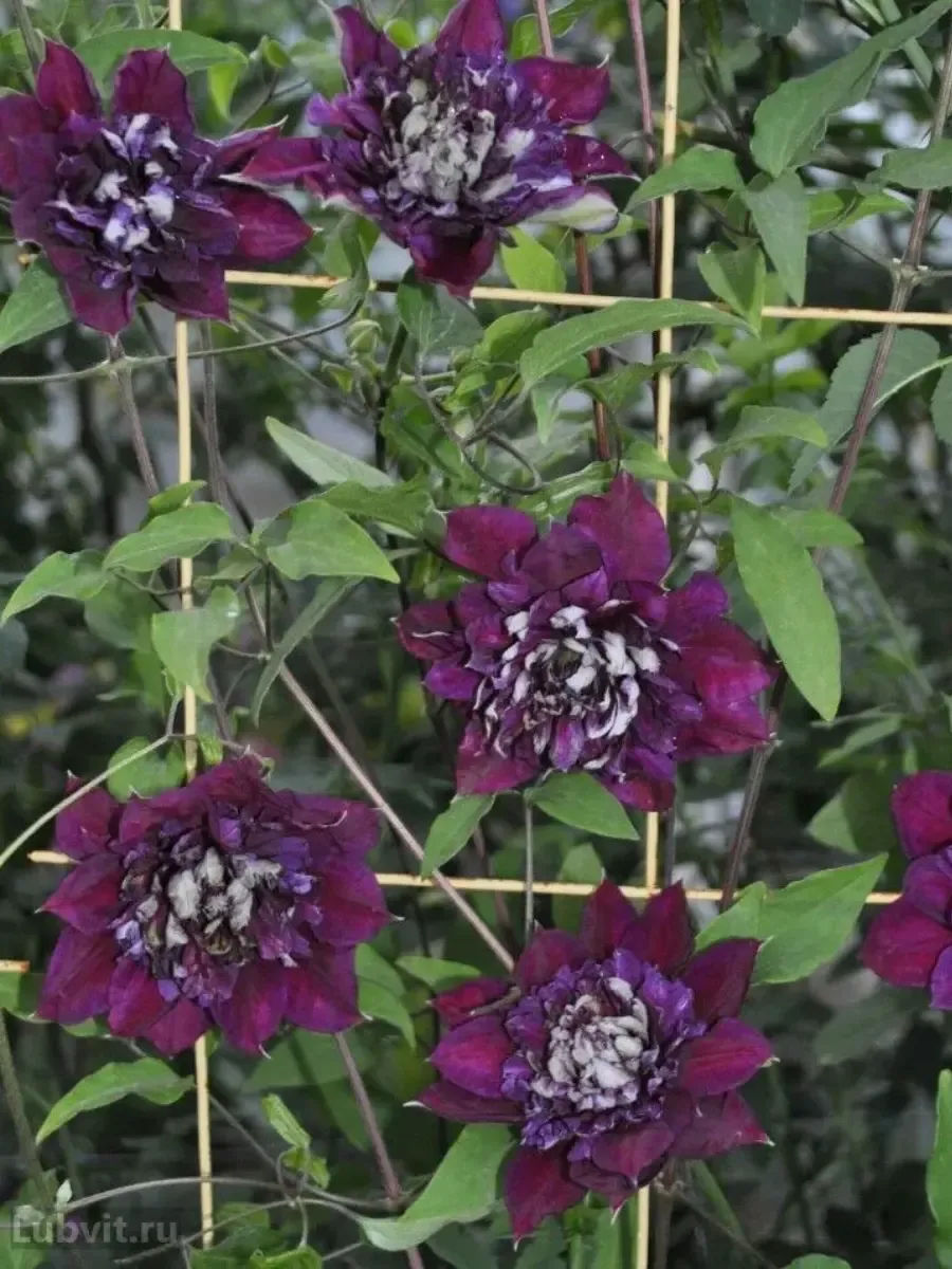 Клематис Temptation Клематис Temptation