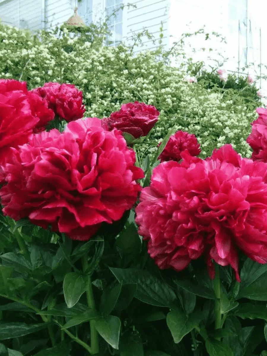 Пион Молочноцветковый Red Sarah Bernhardt