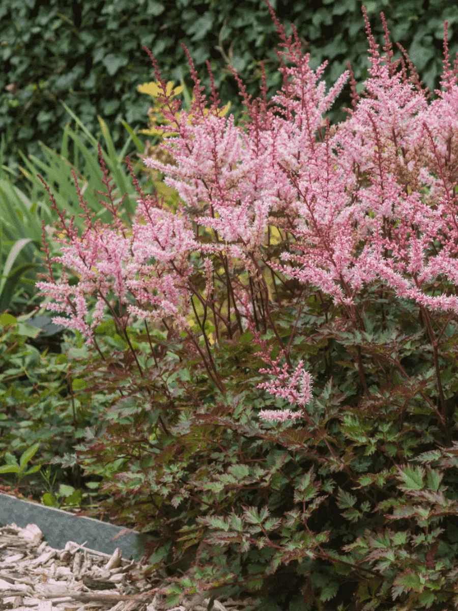 Астильба простолистная Delft Lace