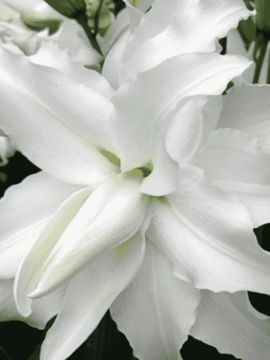 Лилия My Wedding